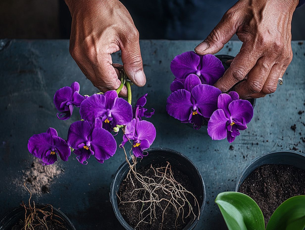 Person transplanting orchids