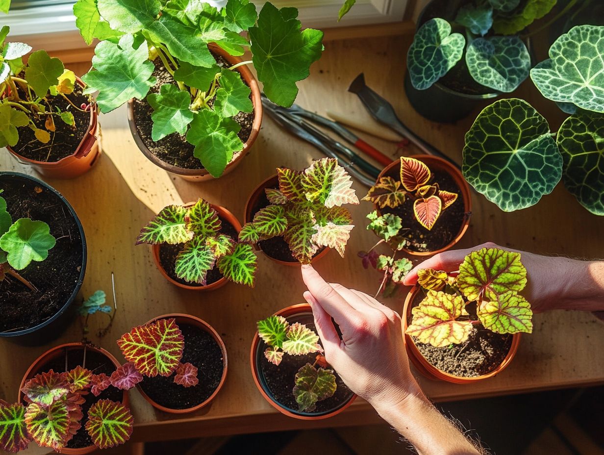 A guide on how to address common problems in coleus plant propagation