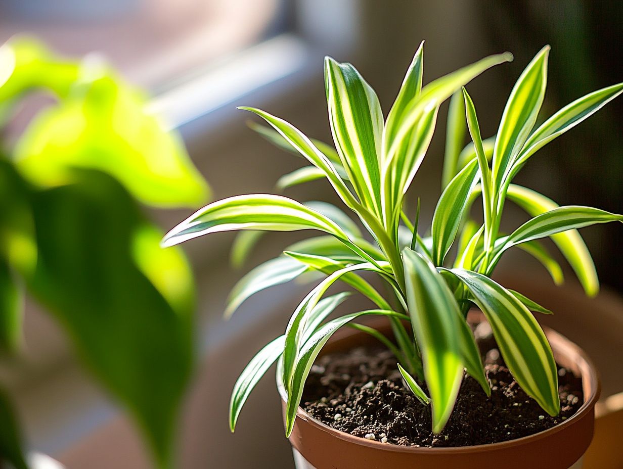 Image showing supplies for propagating spider plants