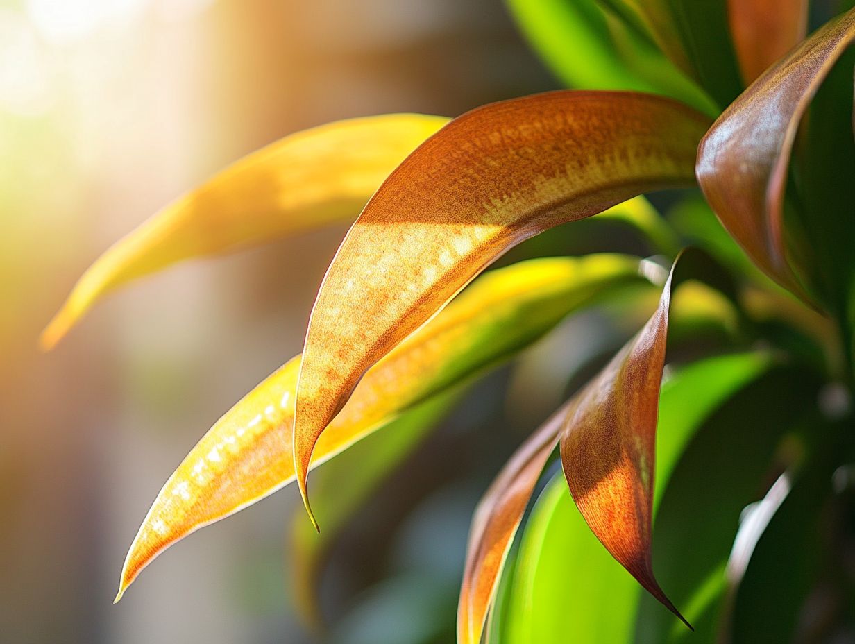 Steps to Take for Treatment and Prevention for nutrient burn in indoor plants