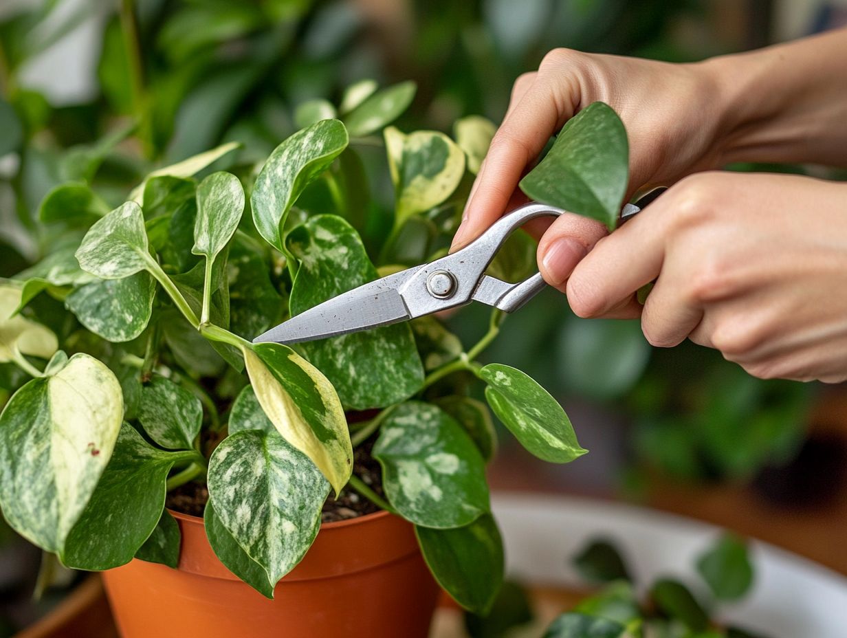 Learn how to cut indoor plants properly for healthier growth